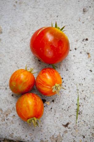 Nahaufnahme von frischen Tomaten auf Beton