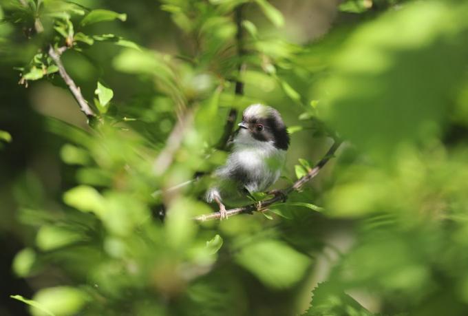 Schwanzmeise Aegithalos caudatus, Jungtier versteckt in Hecke, Bedfordshire, Mai