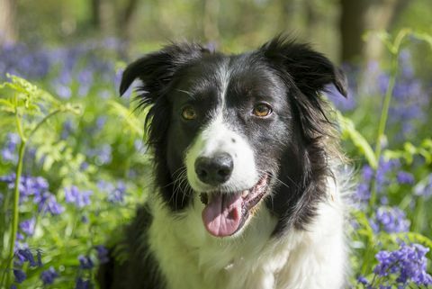 Border Collie im sonnigen Frühlingswald