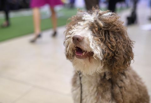 140. Westminster Kennel Club Hundeausstellung - Meet The New Breeds