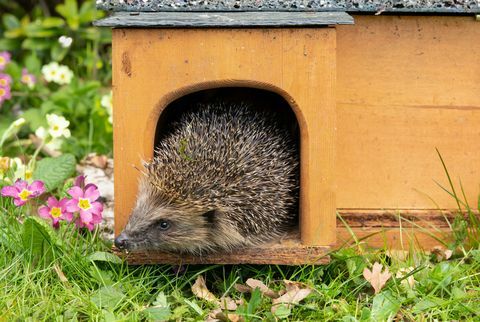 Igel, wissenschaftlicher Name erinaceus europaeus wilder, einheimischer, europäischer Igel, der im Frühling aus einem Igelhaus mit Blick auf den linken horizontalen Kopierraum auftaucht