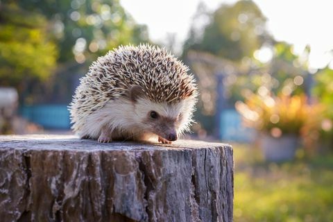 Ein Igel auf dem Baumstumpf