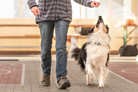 aufmerksamer Border-Collie-Hund arbeitet mit seinem Besitzer zusammen