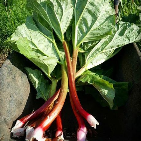 was tun im garten oktober