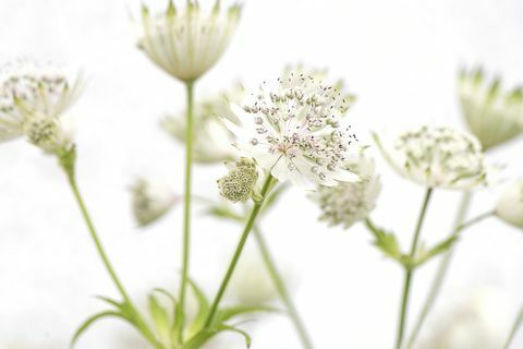 Weiße Astrantia-Hauptsommerblumen 