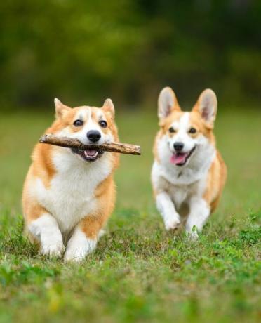 zwei glückliche Corgi spielen auf einem grünen Feld