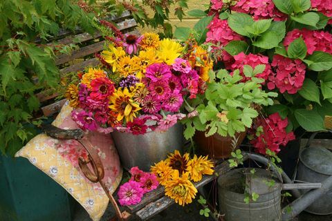 Zinnia Hydranger Blumentopf