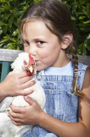 CDC warnt vor Hühnerküssen