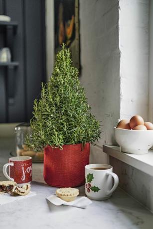 Rosmarin Weihnachtsbaum, Waitrose & Partner