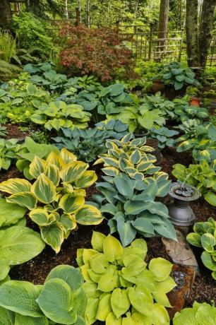 hostas