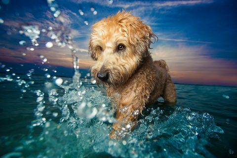 "Dogs at Play" Gewinner des Dog Photographer of the YEar Awards