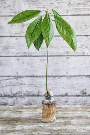 wie man Avocado anbaut