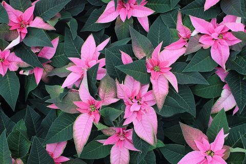 Rosa Poinsettia, exklusiv für Wyevale Garden Centers