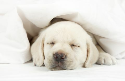 Labrador-Welpe, der in einem Bett schläft