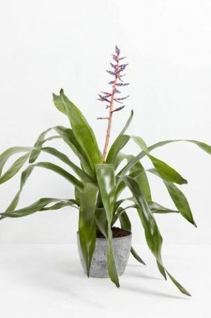 Aechmea Bromelie