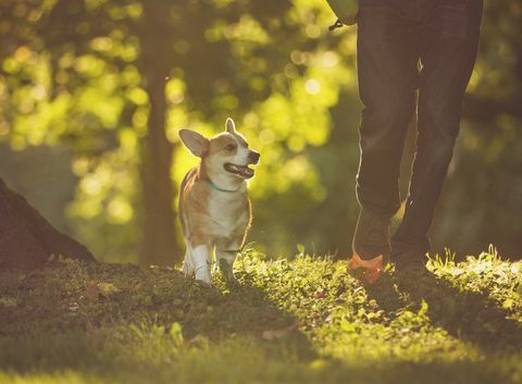 spazieren gehen mit hund