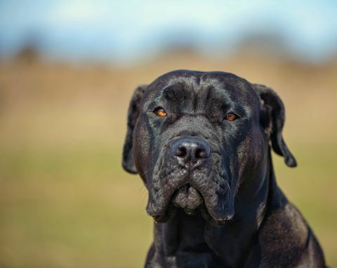 Mastiff-Hunderasse