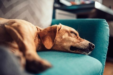 Hund schläft auf einem Sofa