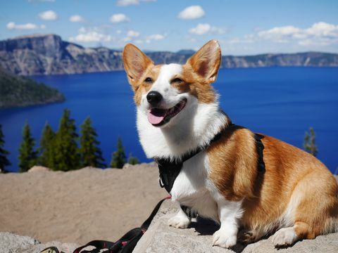 Pembroke Walisisch Corgi