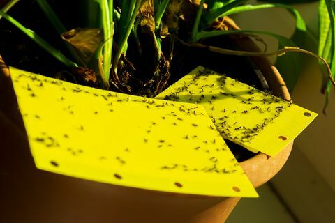 gelbe klebrige Falle in einer Zimmerpflanze pt