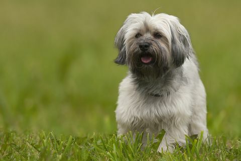 Havaneser Hund nach einem Haitcut