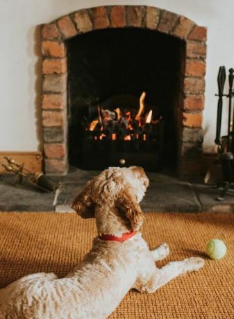 Sandfarbener Hund liegt mit seinem Ball vor einem offenen Feuer