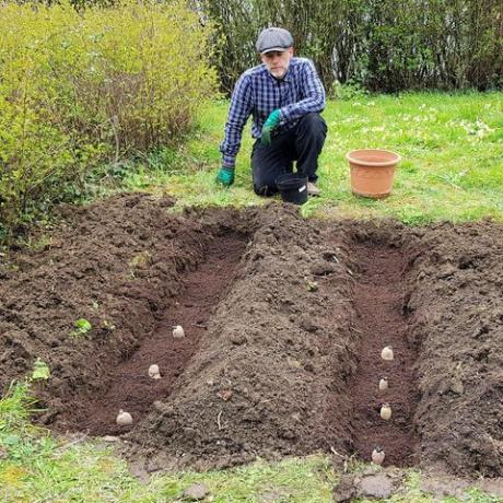 was tun im garten im märz kartoffeln