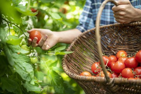 Gärtner, der im Spätsommer im Gewächshaus des Bio-Gemüsegartens reife Crimson-Crush-Tomaten pflückt