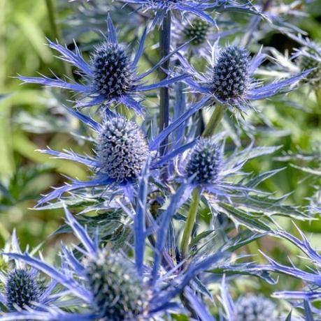 Bringen Sie Farbe in den Garten