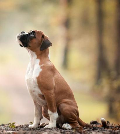 Gewinner der Welpenabteilung bei den Hundefotografen des Jahres