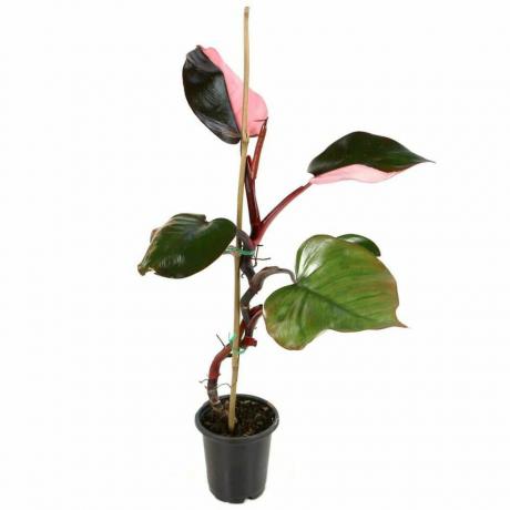 Rosa Prinzessin Philodendron., 4-Zoll-Topf