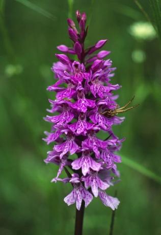 Frühe purpurrote Orchidee im Frühjahr