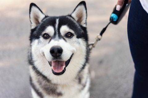 Nahaufnahme Porträt eines jungen männlichen sibirischen Huskys, der auf der Straße steht