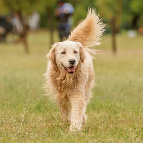 Gehender Golden Retriever