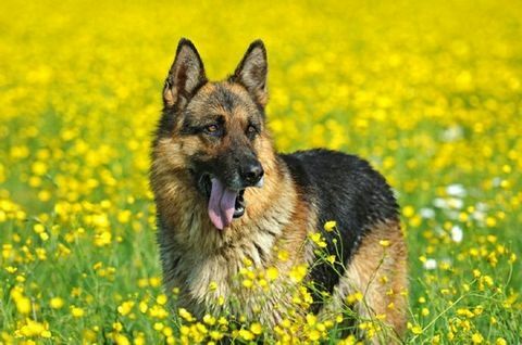 Gunther - reicher Hund - Vergleiche den Markt