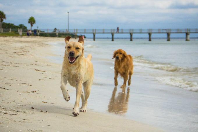 Labrador Retriever und Golden Retriever Hunde laufen am Strand entlang, Fort de Soto, Florida, Amerika, USA