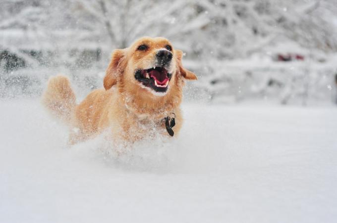Golden Retriever Hund läuft auf Neuschnee