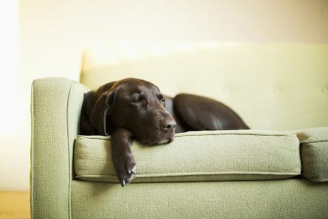 Hund schlafend auf grünem Sofa