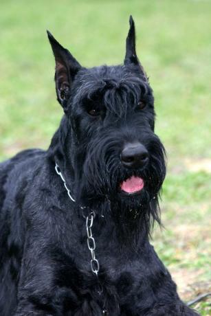 Riesenschnauzer - beste Wachhunde