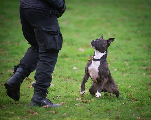 roxy der suchhund der polizei