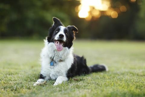 glücklicher Border-Collie-Hund im Freien