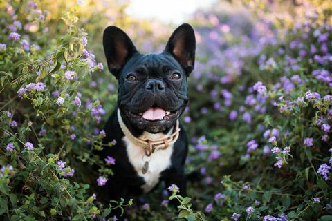 glückliche französische Bulldogge in Blumen im Freien