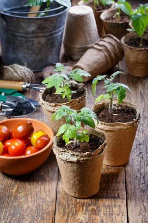 junge tomatensämlingssprossen im gartenkonzept der torftöpfe