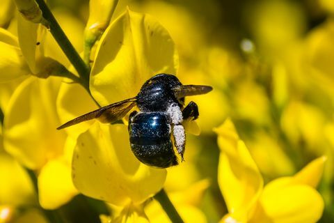 Biene, die Blumen des spanischen Besens (Spartium junceum) bestäubt