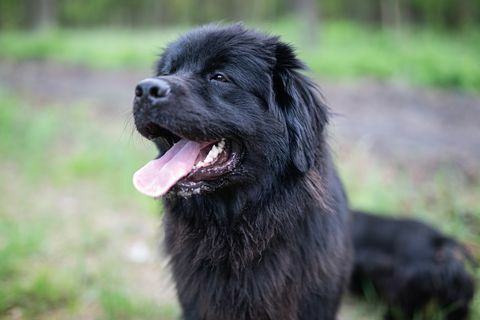 Neufundländer-Hundeportrait im Wald