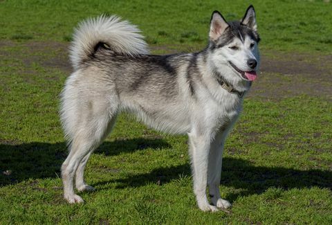 Siberian Husky-Porträt