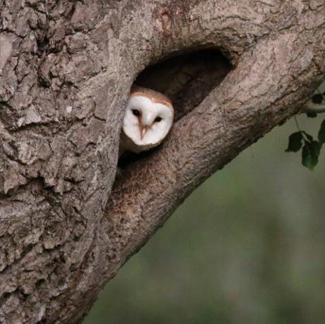 Eine Schleiereule, die aus ihrem Nest in einem hohlen Baumstamm im Abendlicht blickt, zeigt den Kopf und das weiße Gesicht der Eule