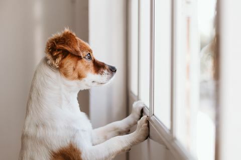 Hund schaut aus dem Fenster