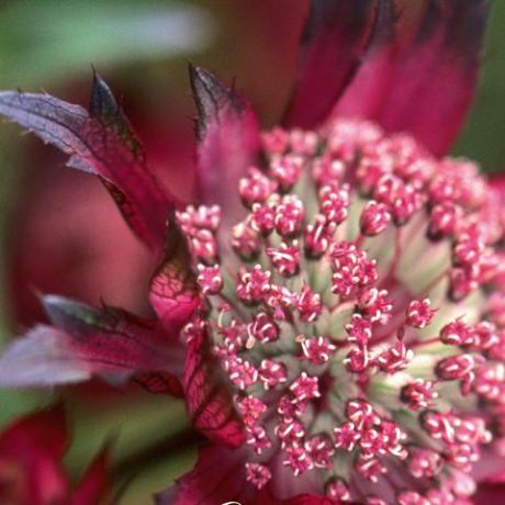 Bringen Sie Farbe in den Garten