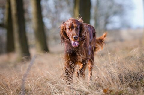 Irischer Setterhundhund